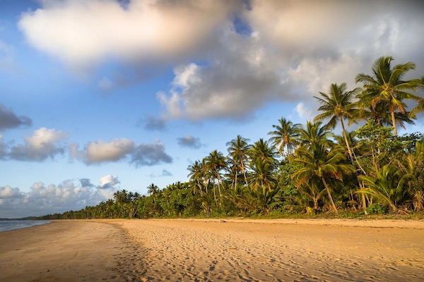 Uma costa de uma praia com coqueiros.